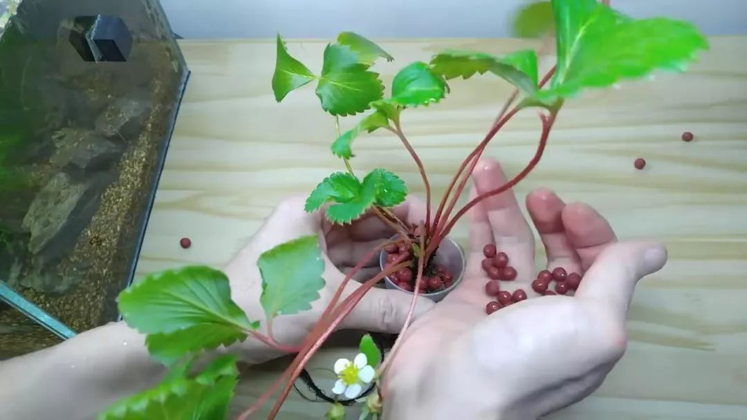 我穷到连最简单的过滤器都买不起，干脆就开了个三无草缸！