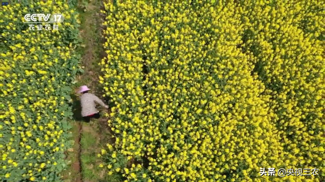 90后的湖北村支书,湖北最硬核村支书