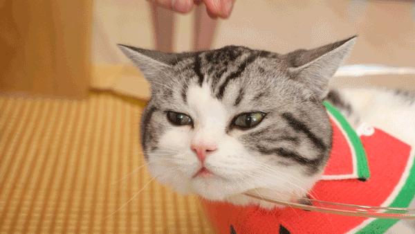 猫界中最通人性的几种猫你养了吗,蓝猫和蓝白猫的脾气温顺些