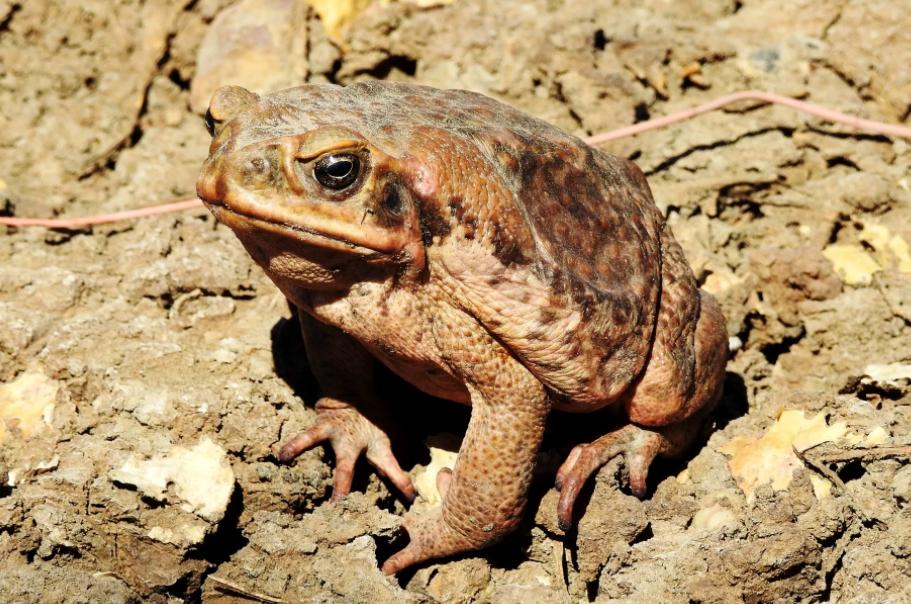 全世界最大的蟾蜍,全球最大的蟾蜍