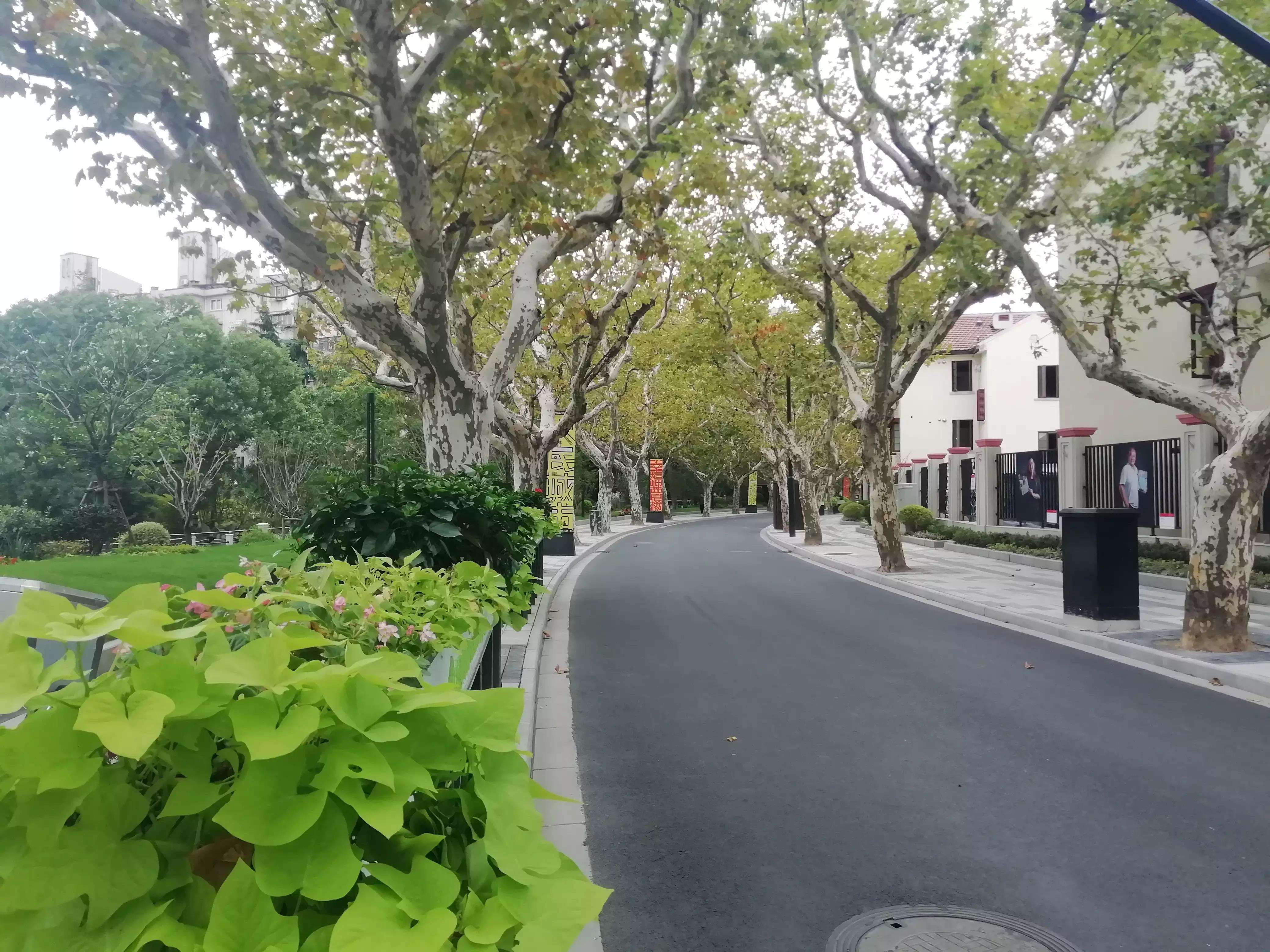此劳模新村何以植物命名马路，以至美得像江南园林？