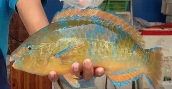 哪种海鲜的味道最鲜美,世界上最鲜美的海鲜