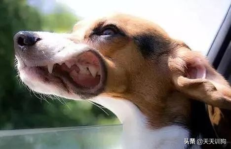夏天太热怎么让狗狗变得凉快,夏天热狗狗怎么降温