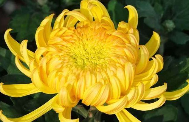 不忍直视！老哥直肠塞进直径7cm广口玻璃杯！这回菊花真的残了