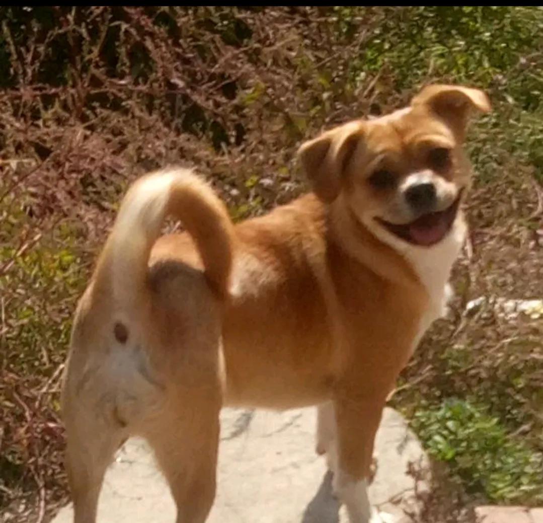 狗狗没有朋友怎么办,狗狗没有食物怎么处理