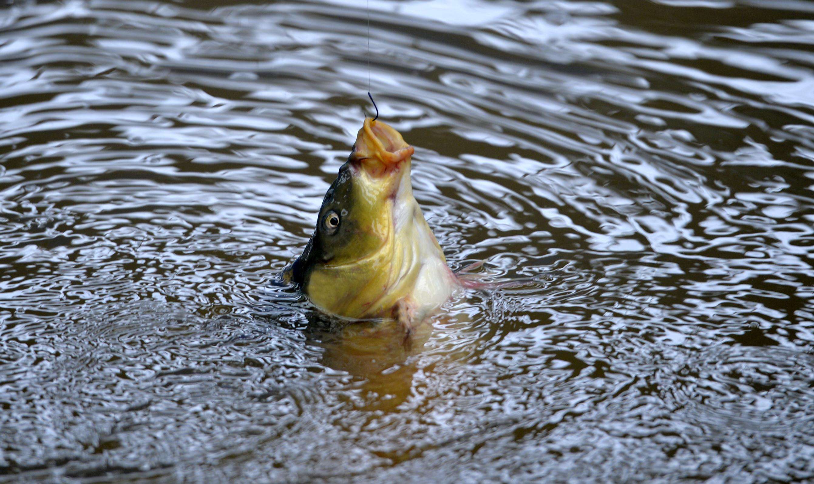 真是羡慕这位老钓友，不仅会挑钓位，遛鱼更专业