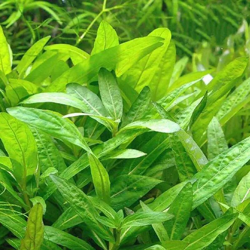 石上的迷你矮+血红宫廷，美的让人心醉