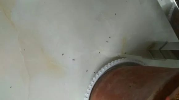 养花土如何杀菌除虫,月季生虫自制杀虫水