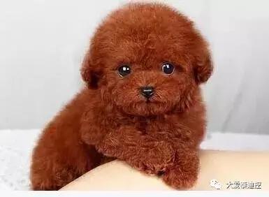 大家更喜欢买哪种泰迪,怎么选泰迪才显得专业