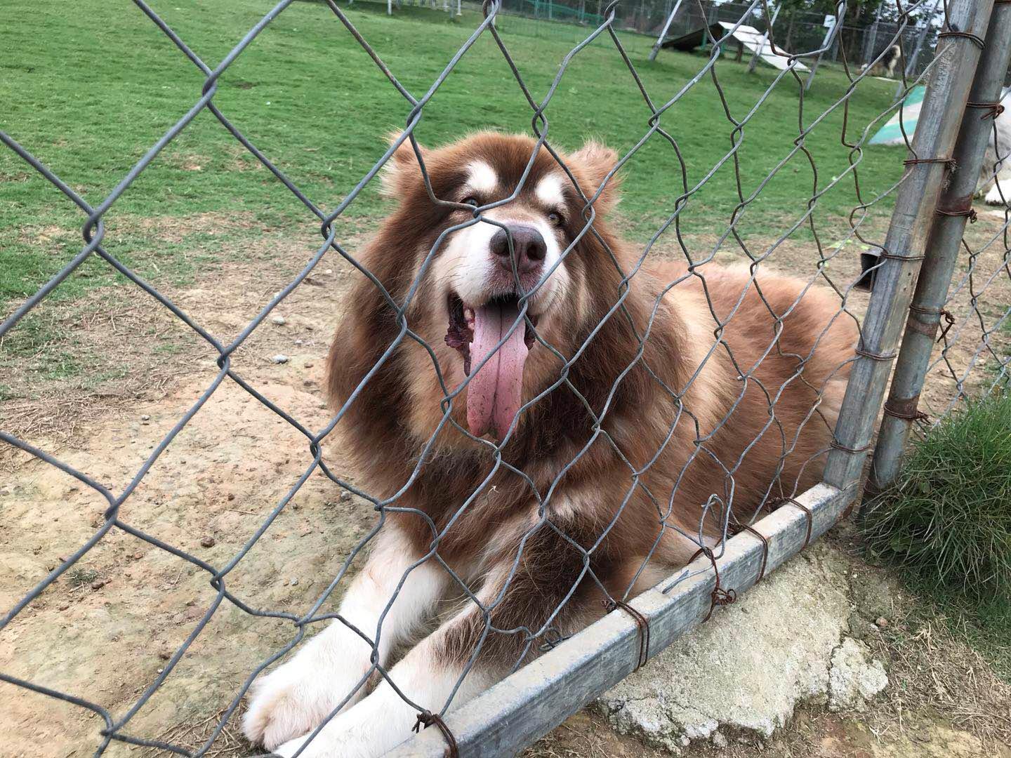 寄养狗狗的场所会丢失狗狗吗,寄养狗狗狗狗会伤心吗