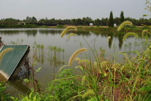 千年的鱼籽万年的草籽什么意思,千年草籽万年鱼籽是什么意思