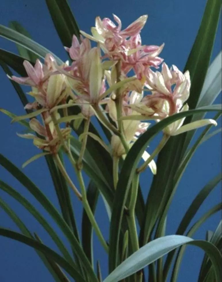 养兰新手用啥盆,最简单的养兰植料