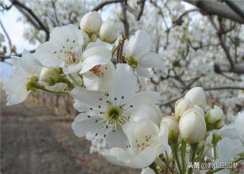 库尔勒的香梨别的地方很好吃,库尔勒珍珠香梨