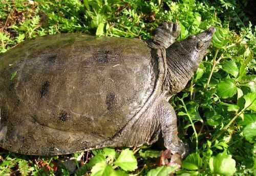 养殖甲鱼技术与经验,养殖甲鱼的技巧和方法视频