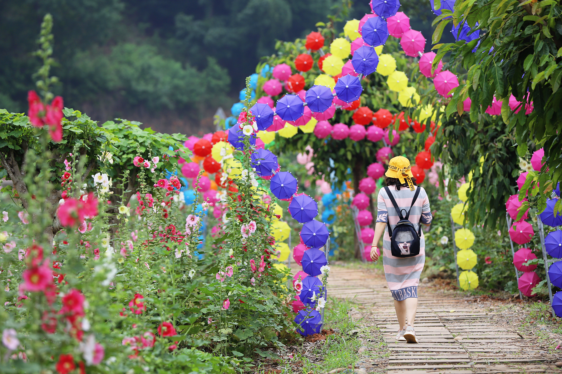 金堂鲜花山谷游记,金堂鲜花山谷蜀葵花盛放