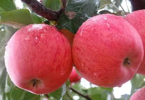 苹果滞销现在怎么样,苹果滞销现状及处理方案