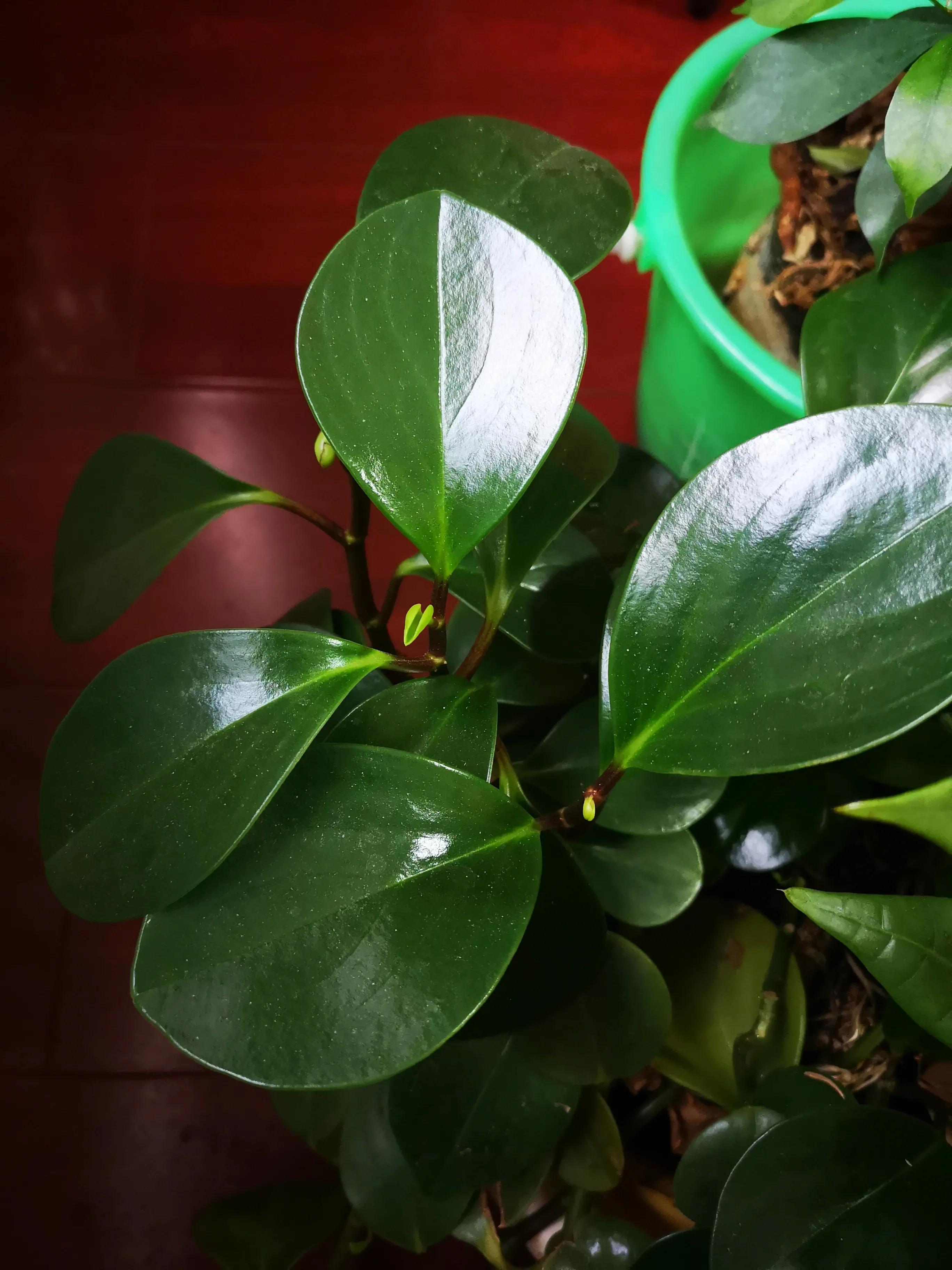 圆叶椒草用什么肥料养殖最好,最耐阴的十大漂亮草花