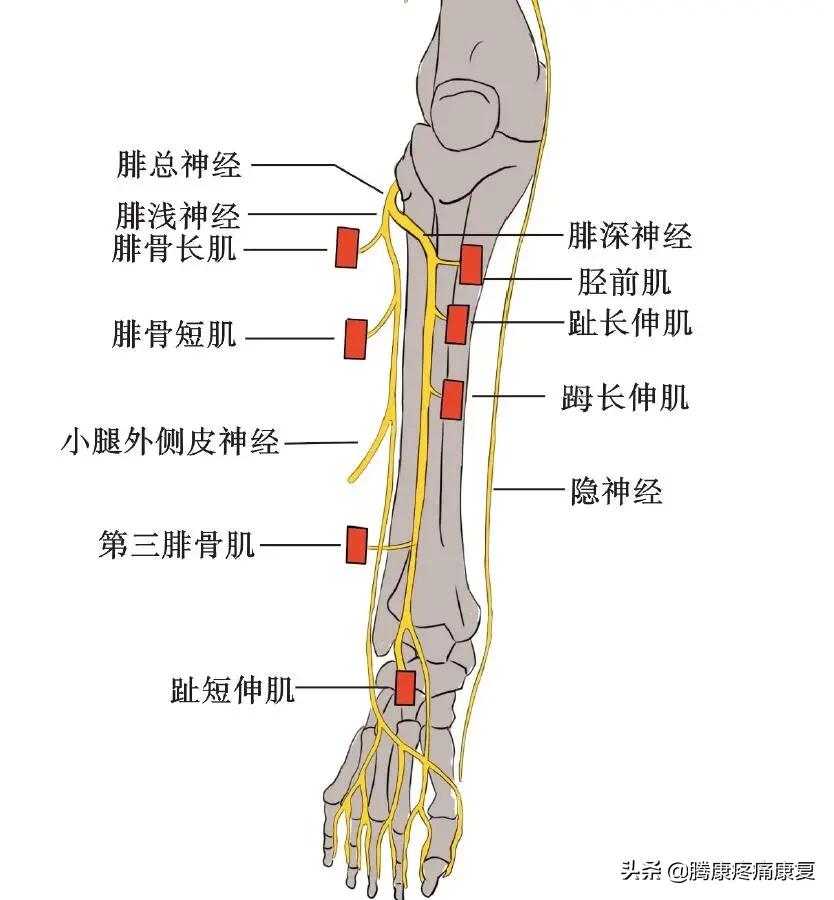 老人小腿疼痛是什么原因,脚小腿肌肉疼痛是什么原因