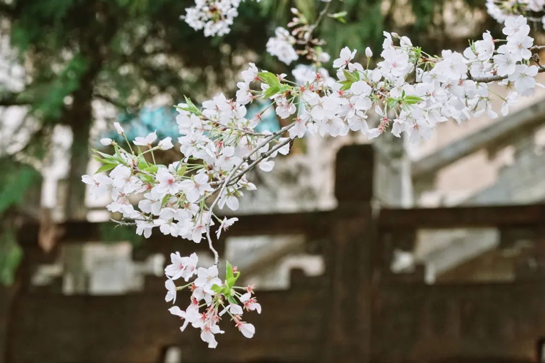 武汉大学2016高考录取,新高考武汉大学录取分数线