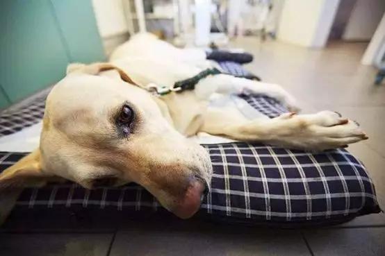 毒狗最新事件,毒狗事件需要哪些证据