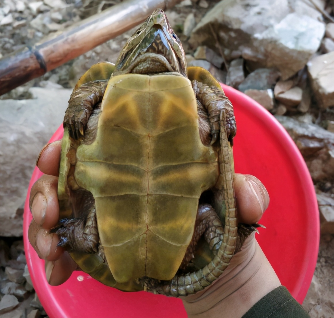 罕见的野生山龟,渔民捕获罕见龟