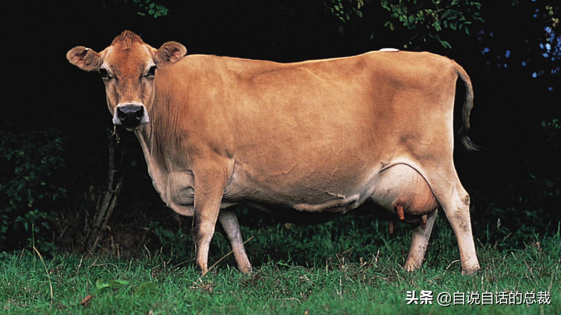 阿努纳奇创造人类7次文明,阿努纳奇人类起源