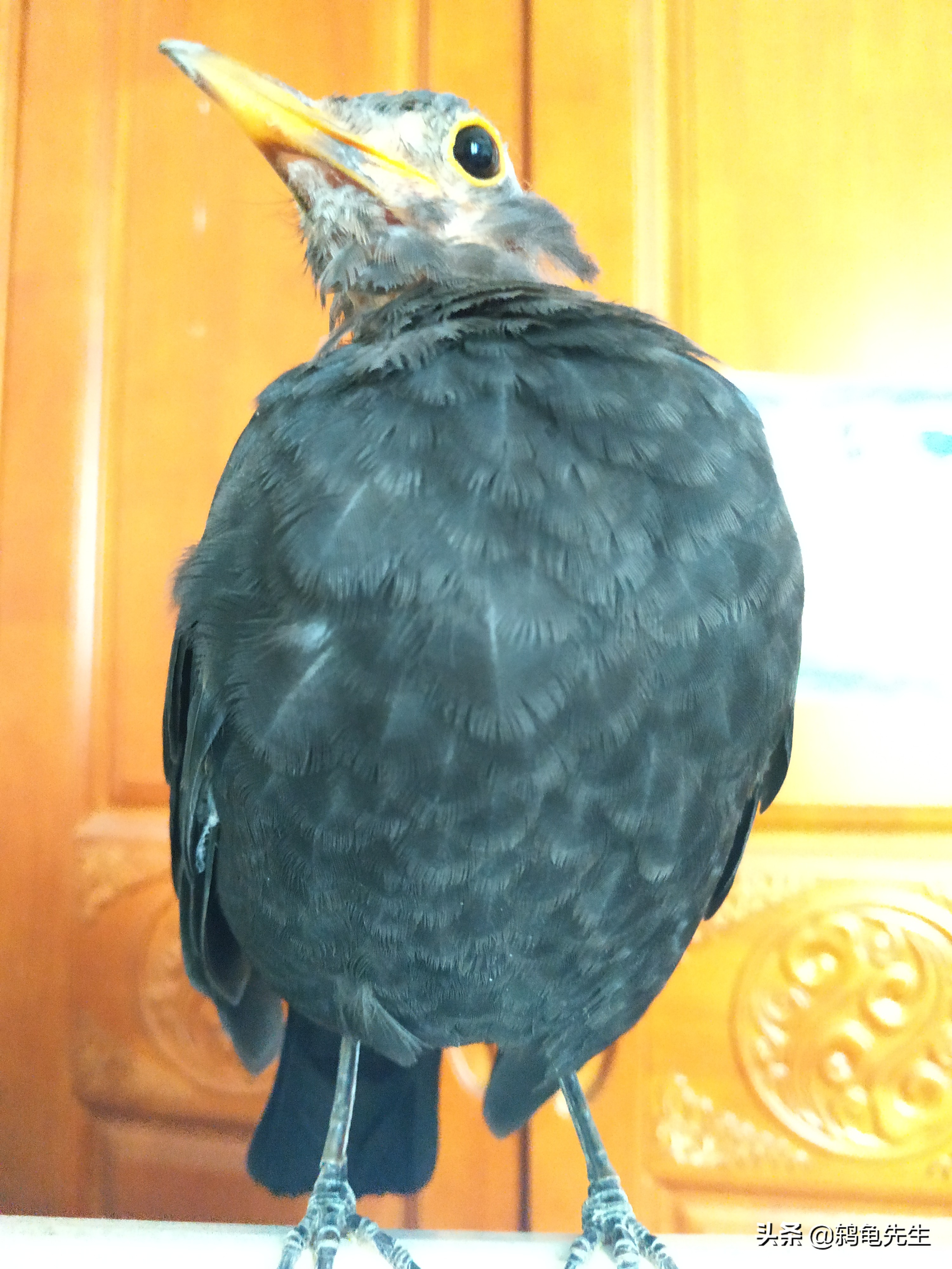 乌鸫又叫百舌鸟又称黑画眉,乌鸫鸟和百舌鸟的区别