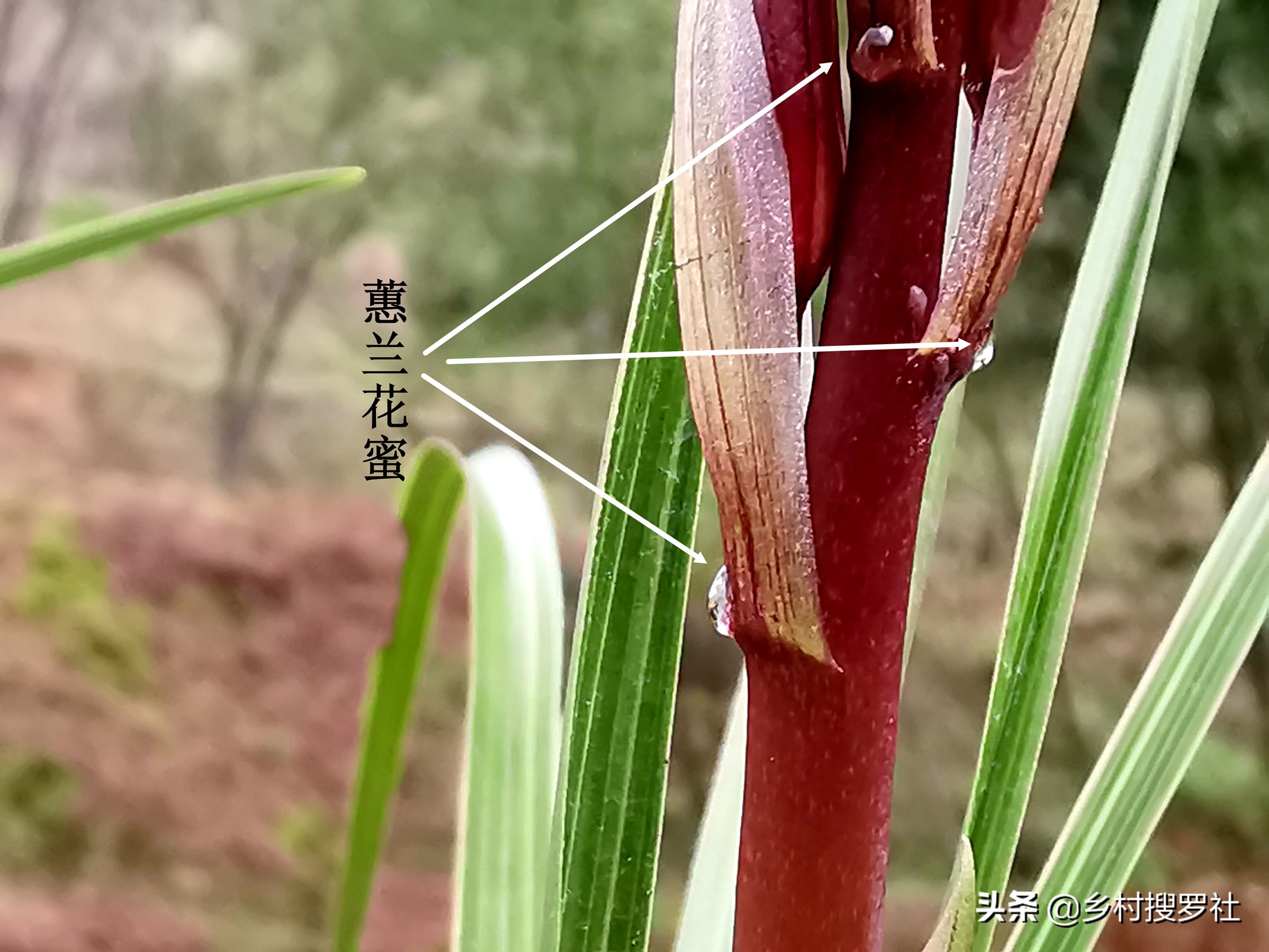 蕙兰排铃期的管理方法,蕙兰花蕾期怎么管理