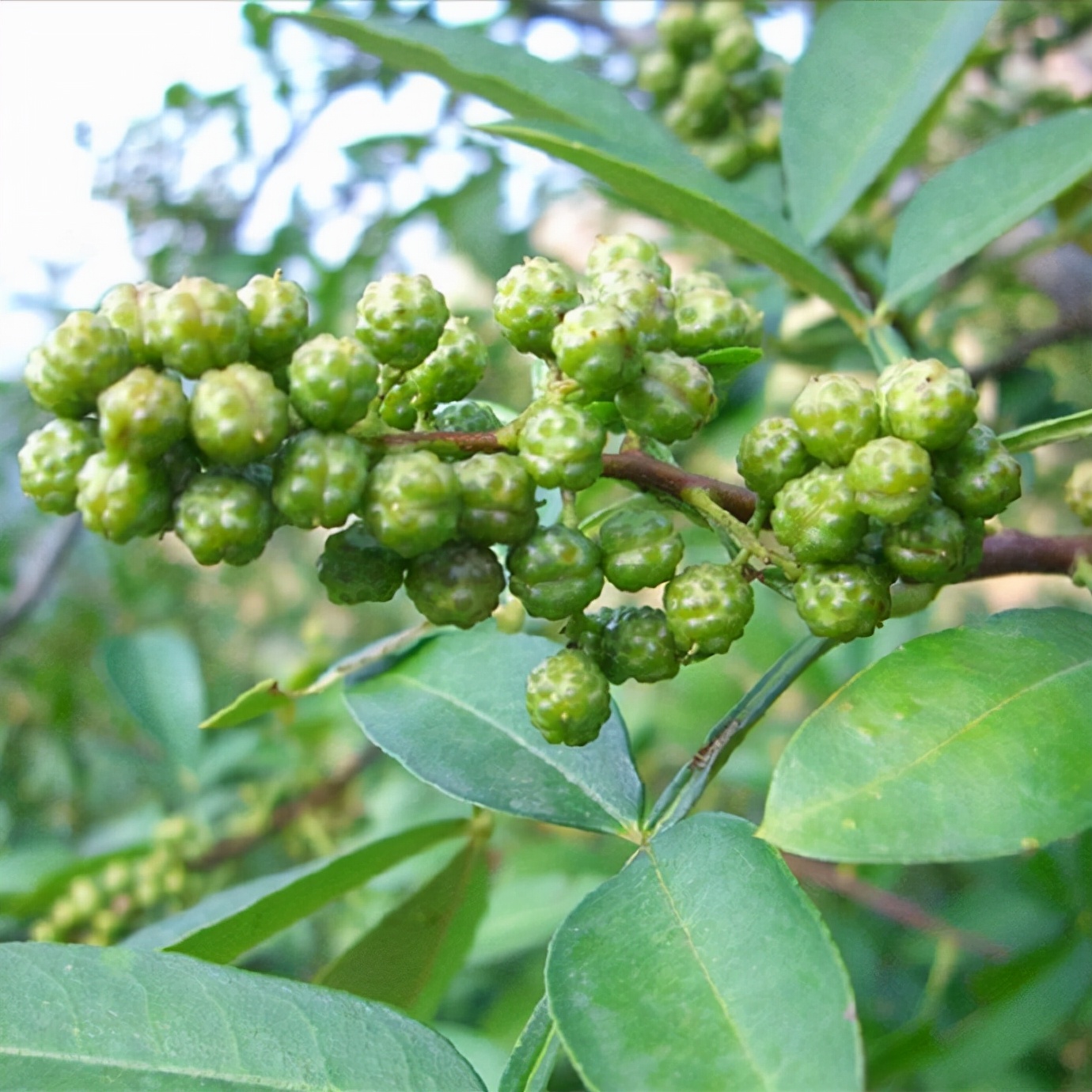 晕车吃什么管用,晕车吃什么零食