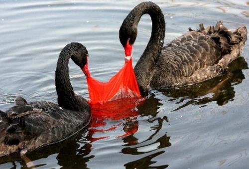 材料博士做实验有毒吗,科普塑料袋的危害