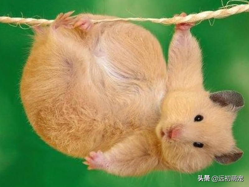 家里养仓鼠有哪几个注意事项,家里养仓鼠有什么注意事项