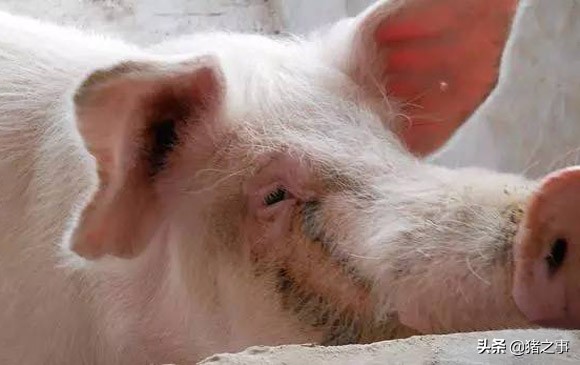 母猪身上有铜锈斑和泪斑用什么药,母猪有泪斑如何治疗