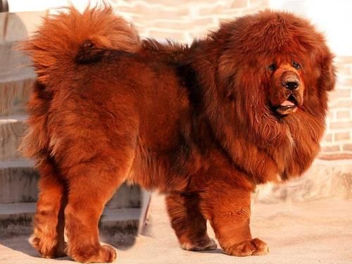 中国比较凶猛的犬,中国被公认的最凶猛的犬