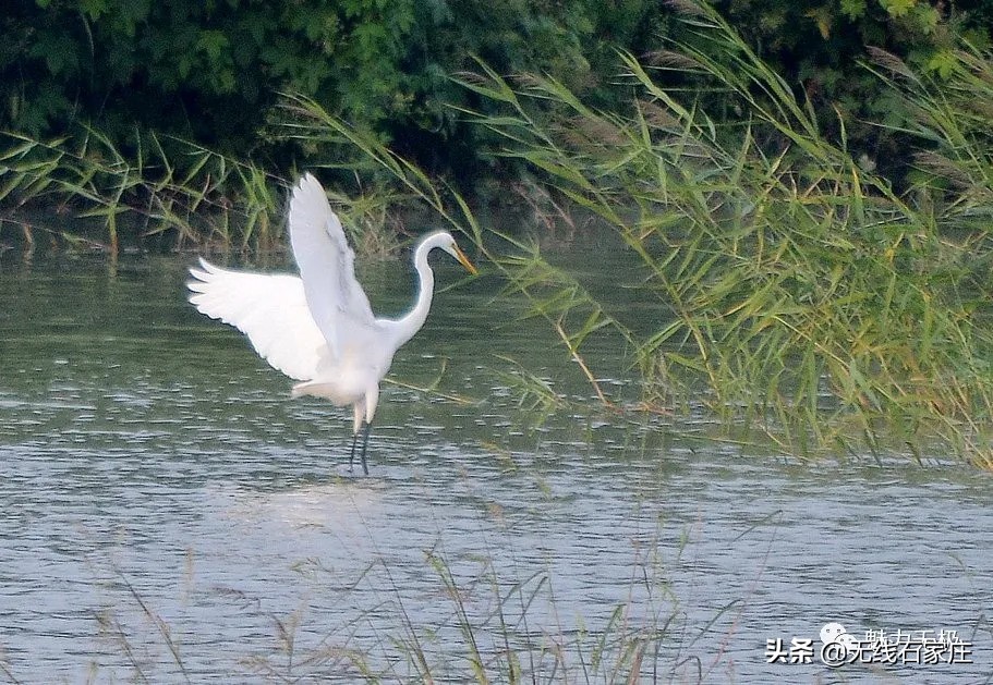 澶х編鏃犳瀬楂樻竻鐩存挱,澶х編鏃犳瀬