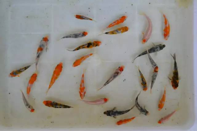 湖南最好的锦鲤养殖基地,湘潭锦鲤养殖