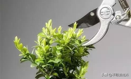 养花该怎么修剪花根,养花新手修剪步骤图解