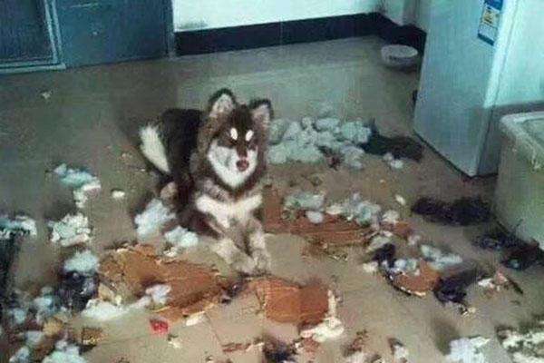 养一只阿拉斯加注意什么,养一只阿拉斯加是什么感觉