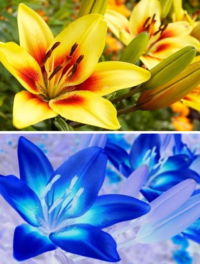 动物世界视力最好的动物,动物界中哪种动物视力最好