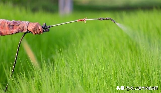 水稻长青苔怎么治理,水稻田里长青苔怎么处理