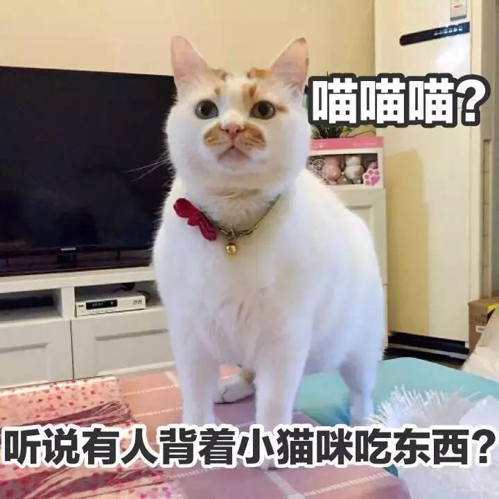 绝育后的狗狗会长胖吗,猫咪绝育后怎么减肥
