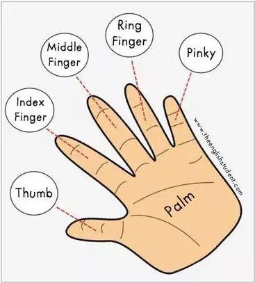 常见身体部位的英语词,人体各部位英语学习