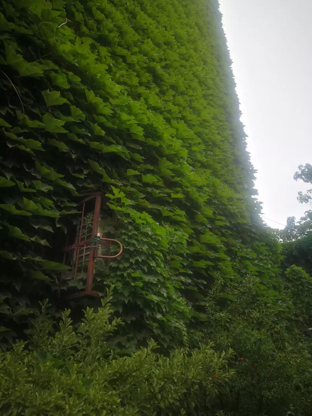 爬山虎的图片,爬山虎有毒吗