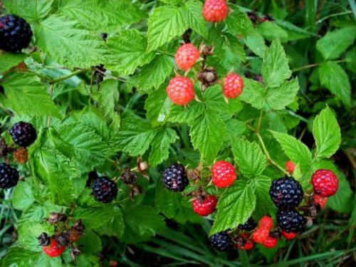 黑莓种植技术视频大全,大棚栽培美国黑莓技术