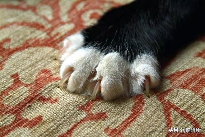 怎样挑选猫抓板,什么板材适合做猫抓板