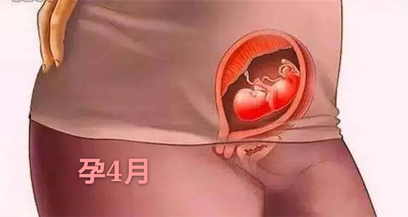 胎儿发育不全或停止发育的原因,胎儿是头先发育还是身体先发育