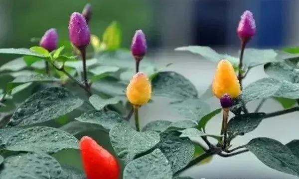 全世界辣椒排行榜前十,世界上十大辣椒排行榜