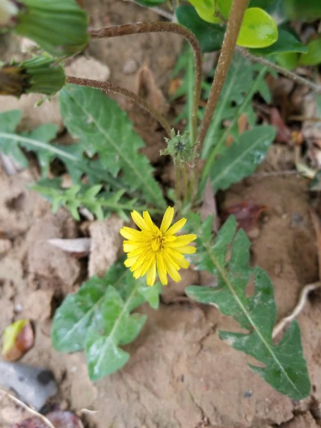 蒲公英使用小技巧,蒲公英的习性及其特点