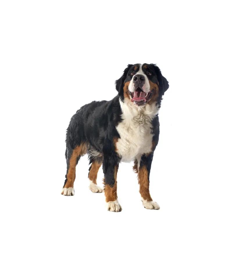 滨州48种烈性犬标准,滨州烈性犬最新规定