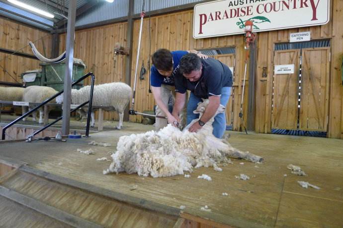 克什米尔羊毛跟羊绒的区别,100支高支羊毛和羊绒的区别