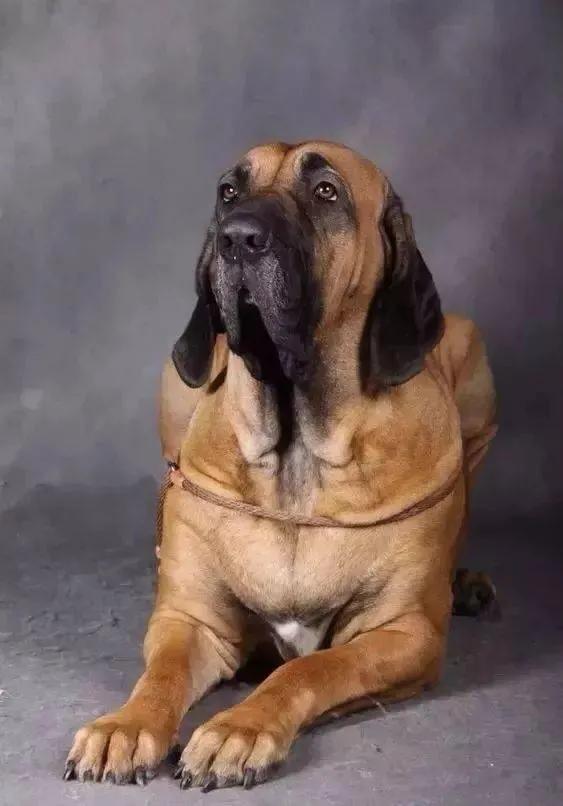 各国猛犬品种排名,各国品种猛犬